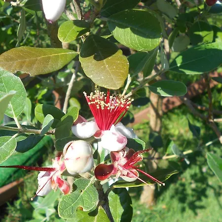 La Quercia 3* Orte
