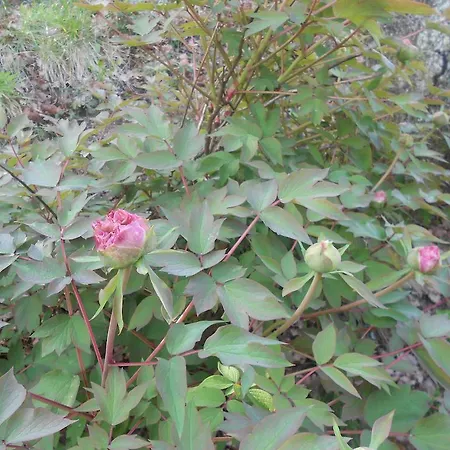 לינה וארוחת בוקר La Quercia 3*