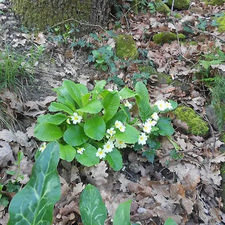 La Quercia Orte