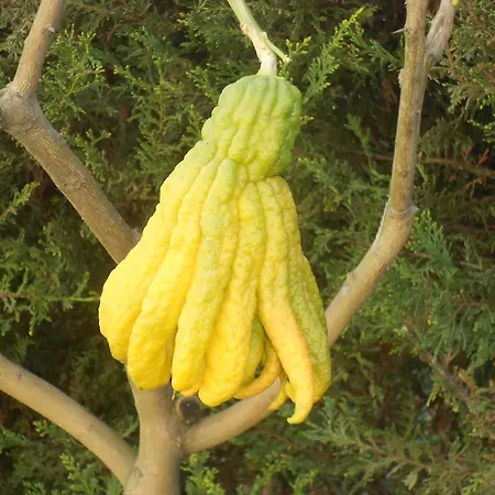 La Quercia Orte