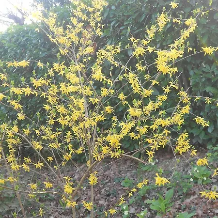 Bed & Breakfast La Quercia 3*