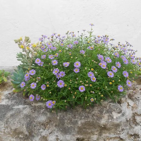 La Quercia Orte